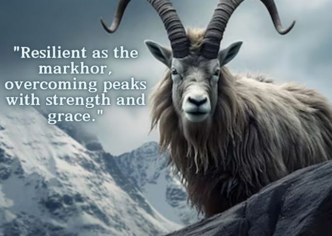 “Markhor: The Majestic Mountain Goat of the Himalayas”